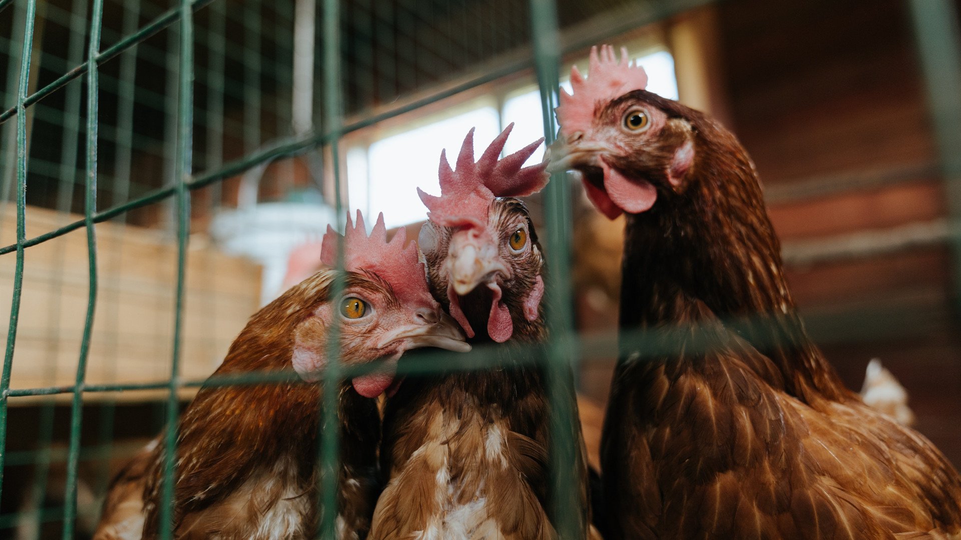 墨西哥队员滑雪鞋踢足球?新战术引争议,墨西哥选手穿李宁