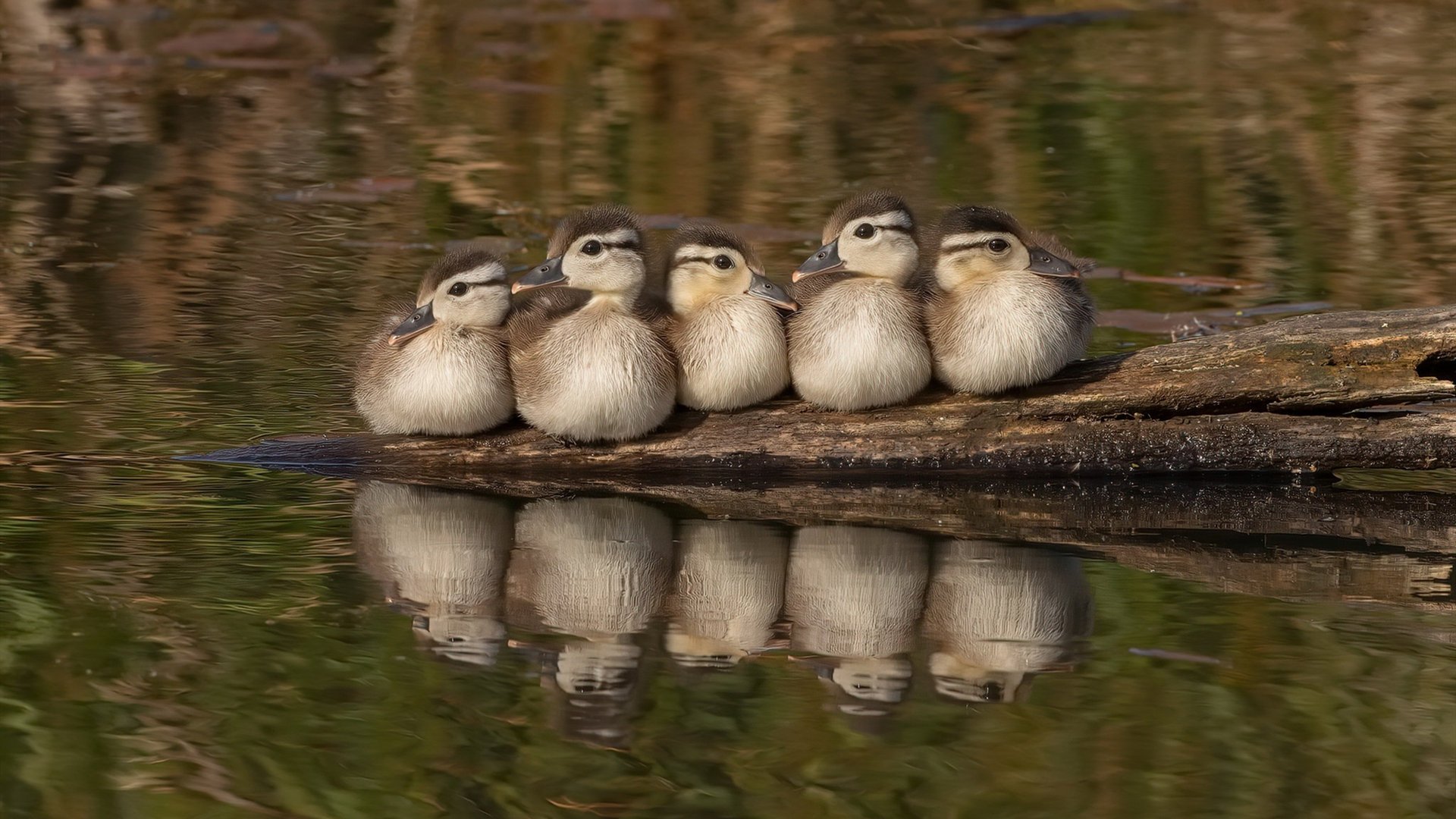 广场舞赛事成为地方文化品牌，有特色的广场舞舞蹈比赛